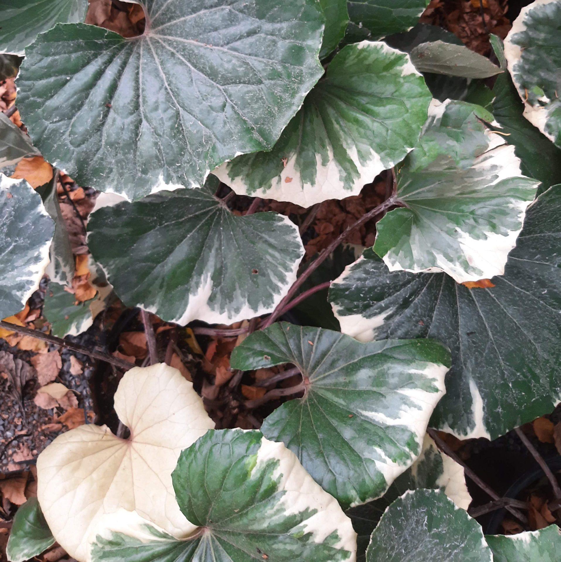 Farfugium Assorted - View 11 from www redcrocus com