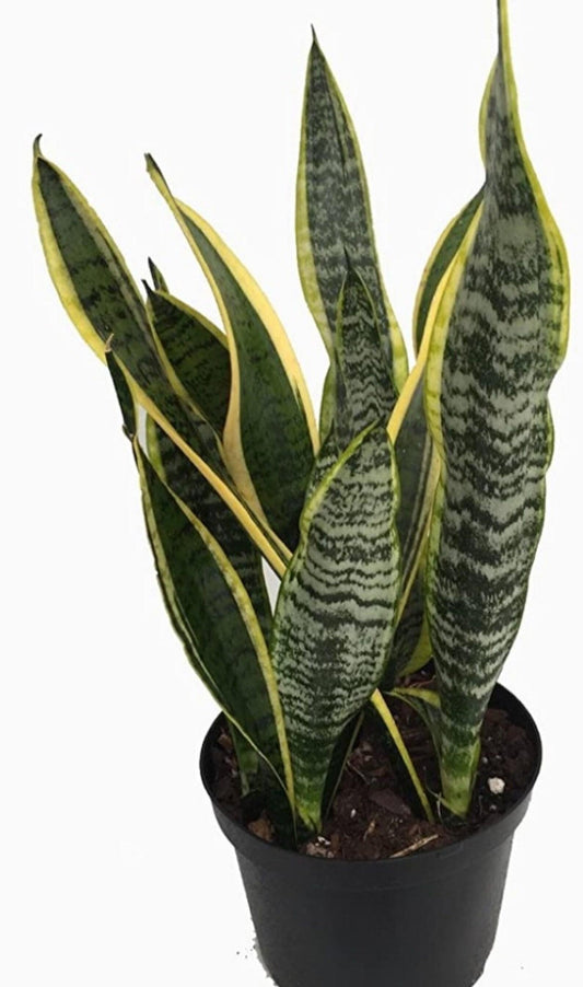 Sansevieria Laurentii Superba - View 10 from www redcrocus com