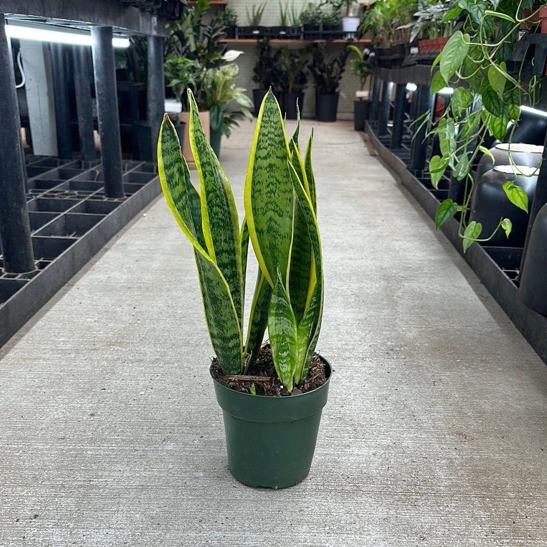 Sansevieria Laurentii Superba - View 11 from www redcrocus com