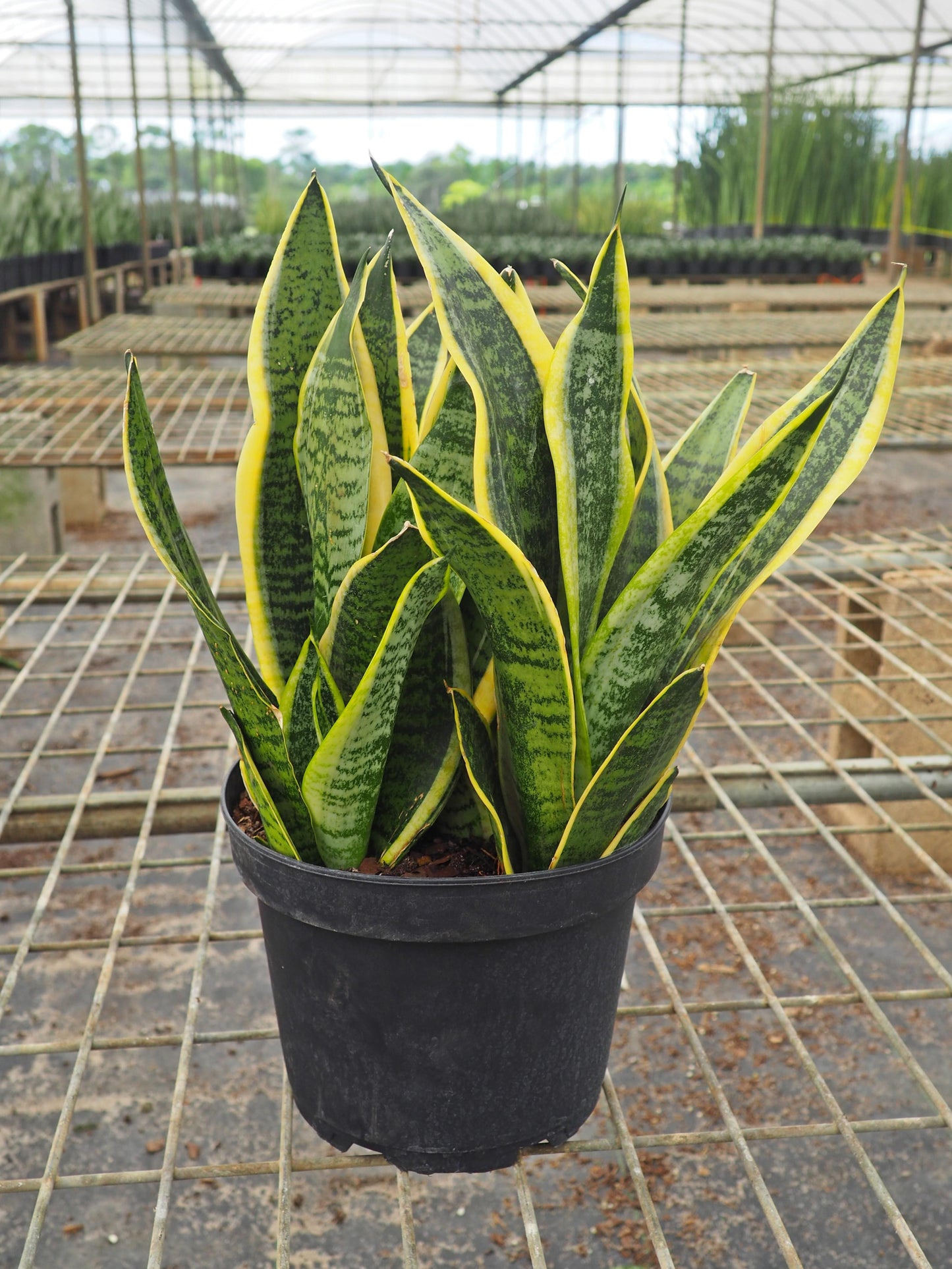 Sansevieria Laurentii Superba - View 12 from www redcrocus com