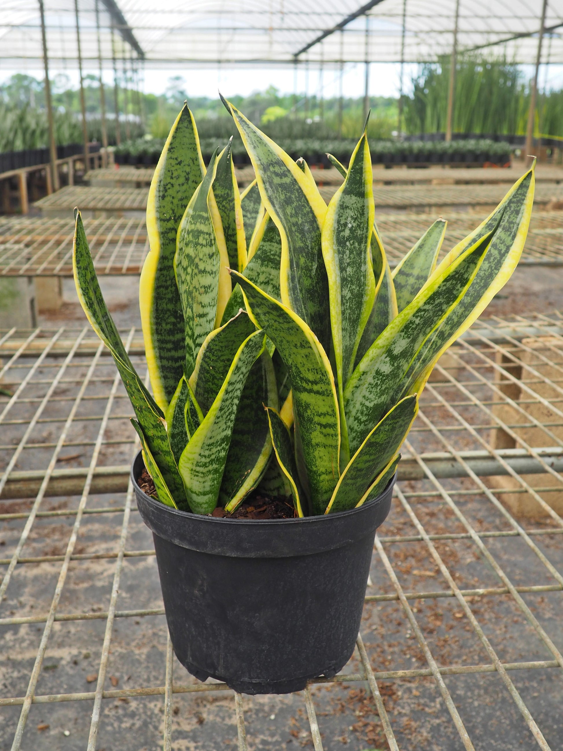 Sansevieria Laurentii Superba - View 12 from www redcrocus com