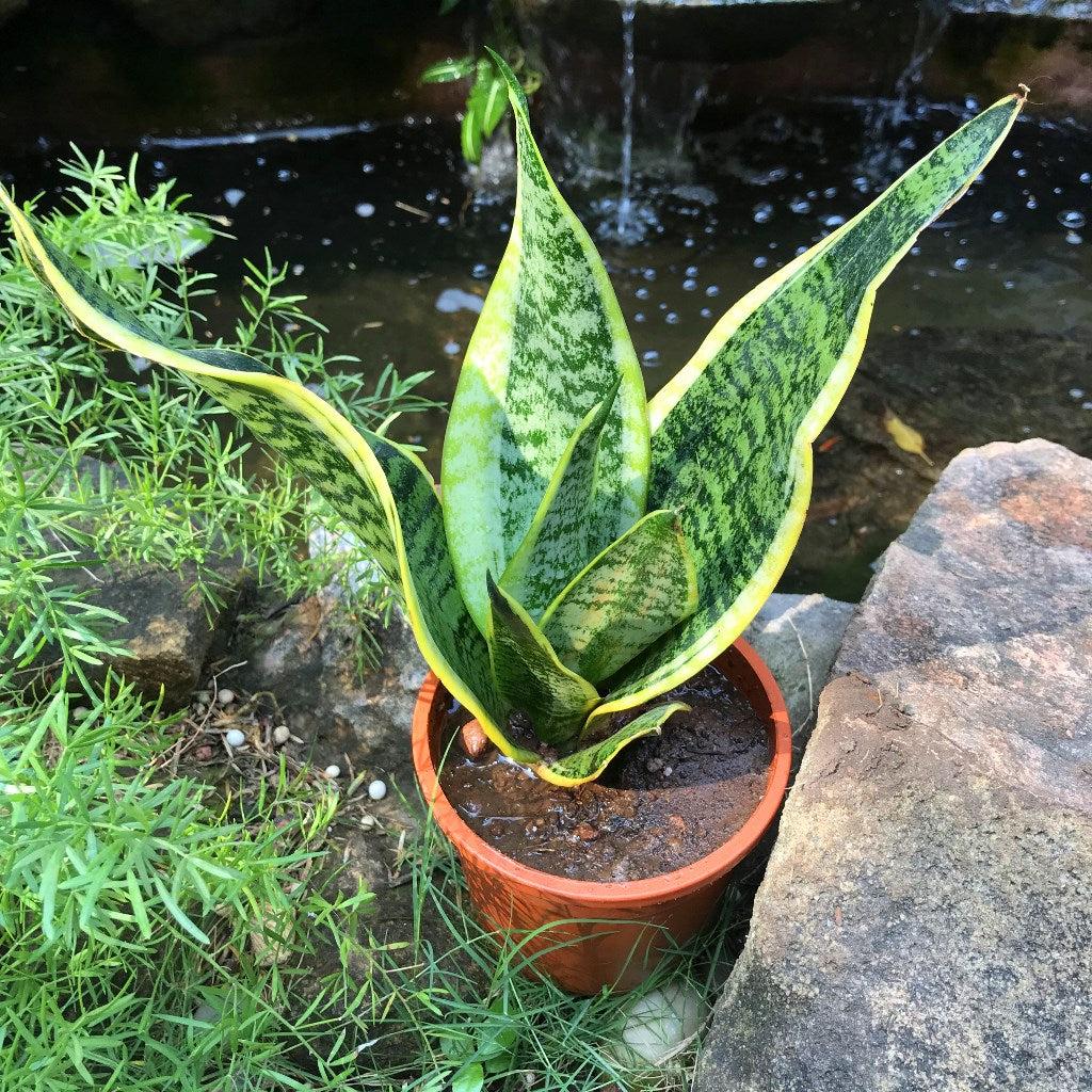 Sansevieria Laurentii Superba - View 14 from www redcrocus com