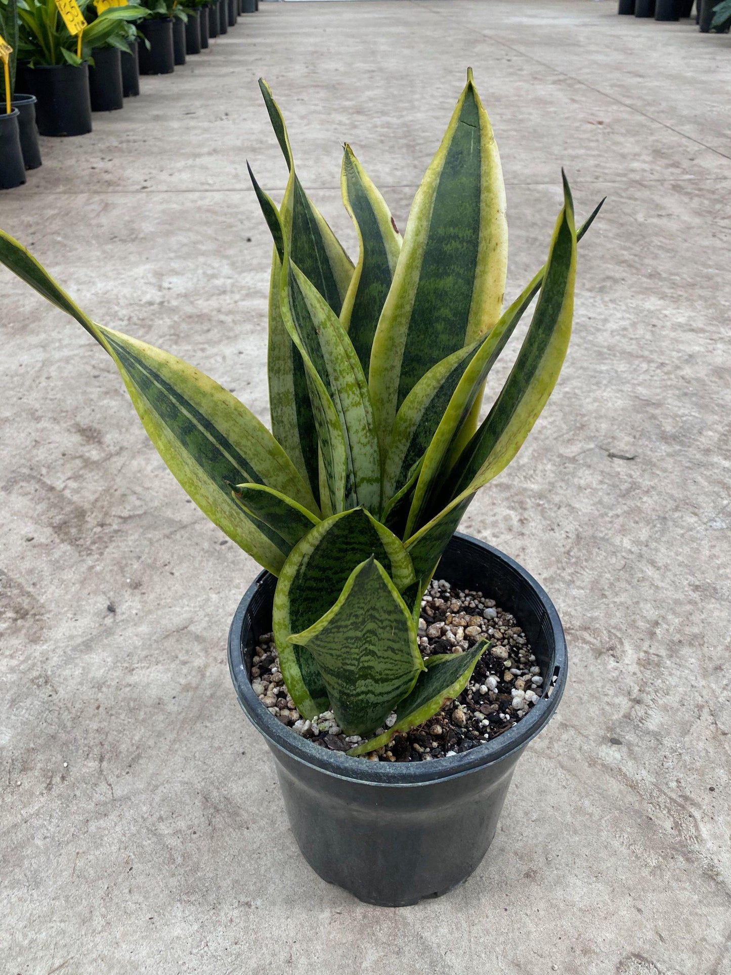 Sansevieria Laurentii Superba - View 15 from www redcrocus com