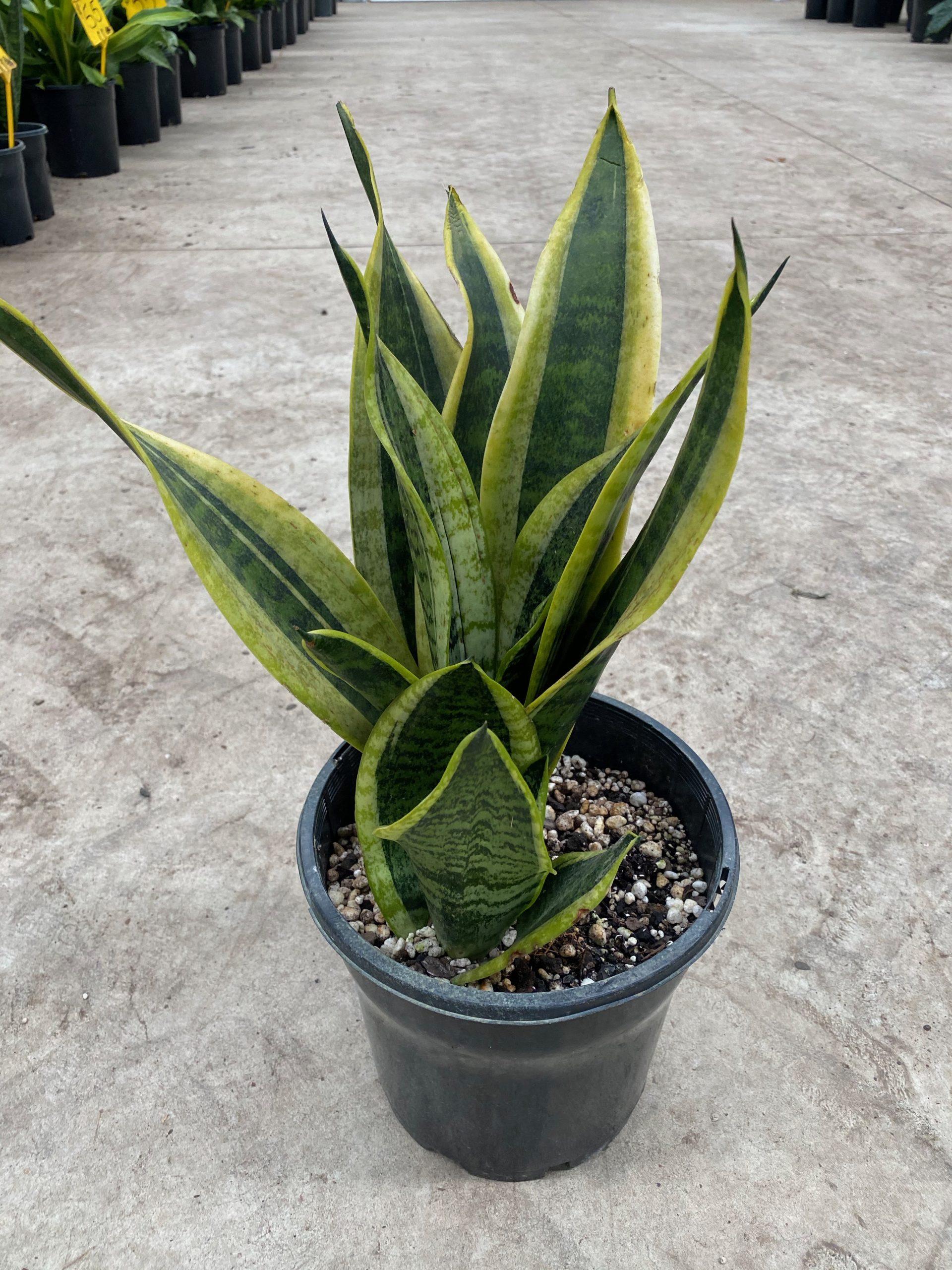 Sansevieria Laurentii Superba - View 15 from www redcrocus com