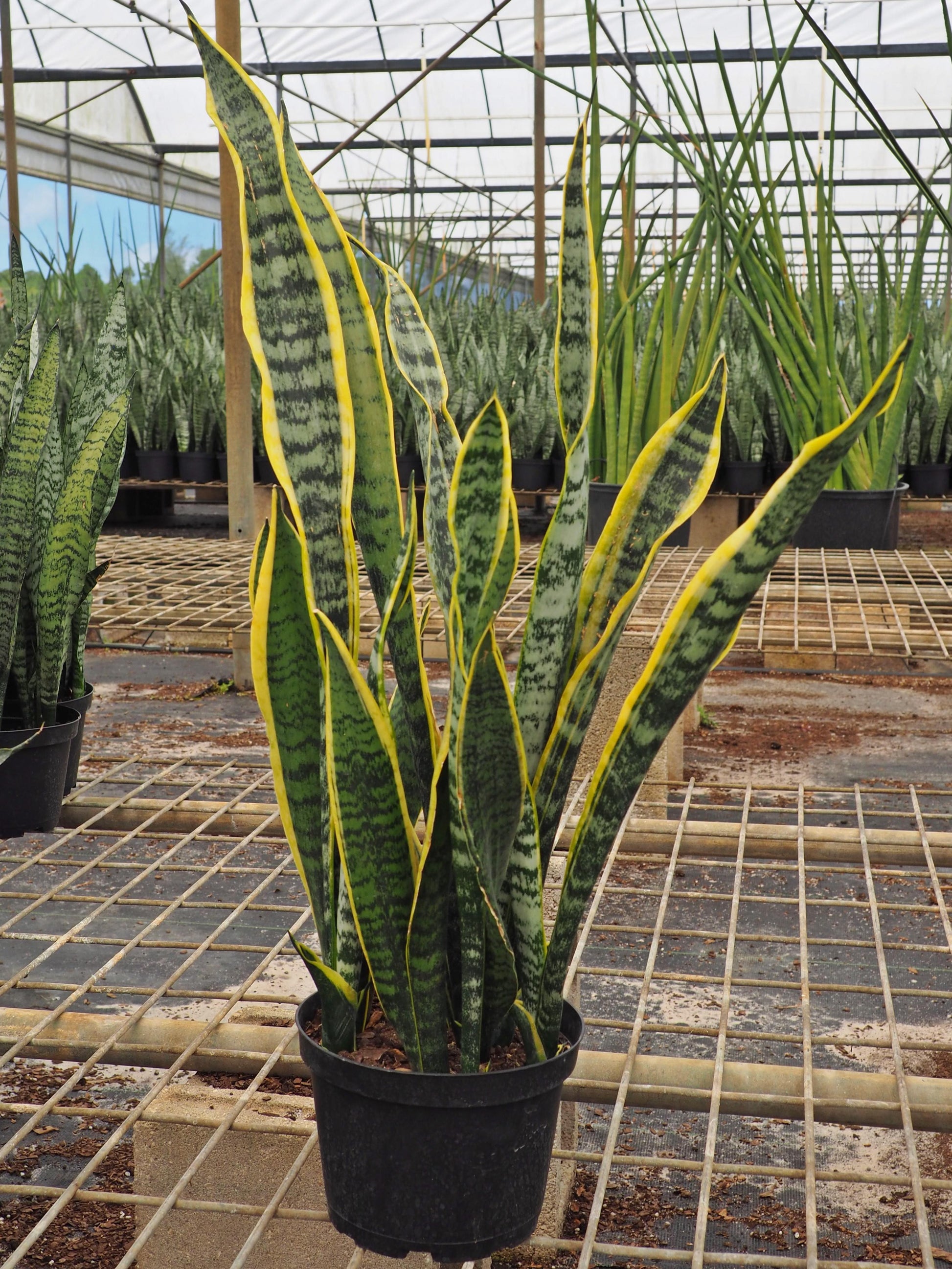 Sansevieria Laurentii Superba - View 17 from www redcrocus com