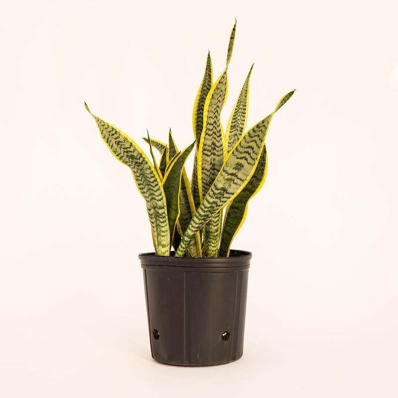 Sansevieria Laurentii Superba - View 18 from www redcrocus com