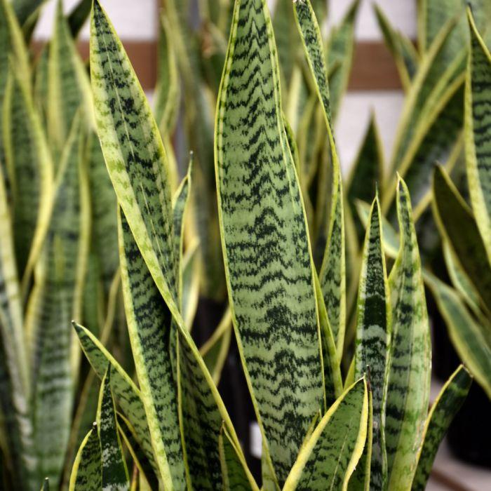 Sansevieria Laurentii Superba - View 2 from www redcrocus com