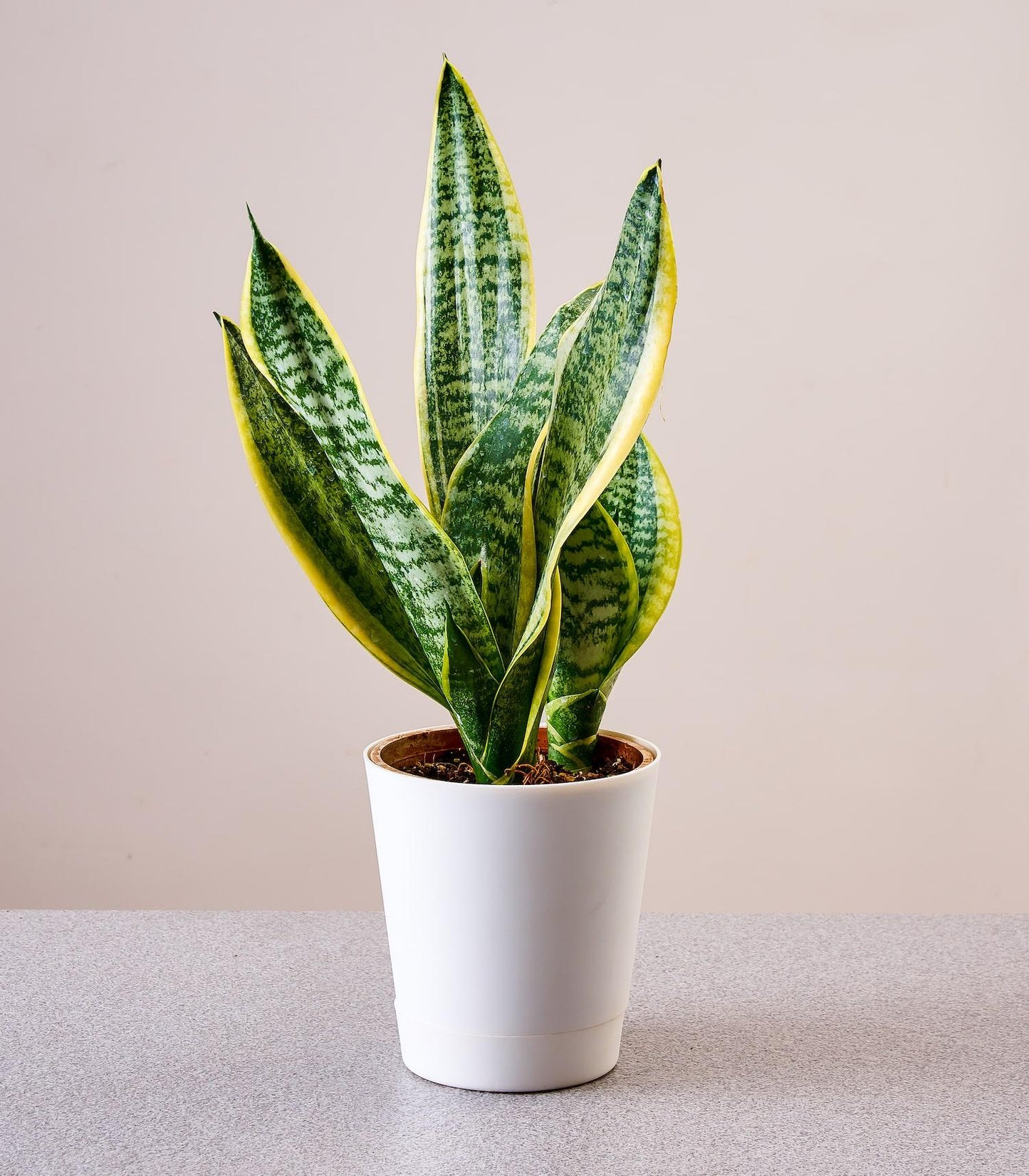Sansevieria Laurentii Superba - View 3 from www redcrocus com