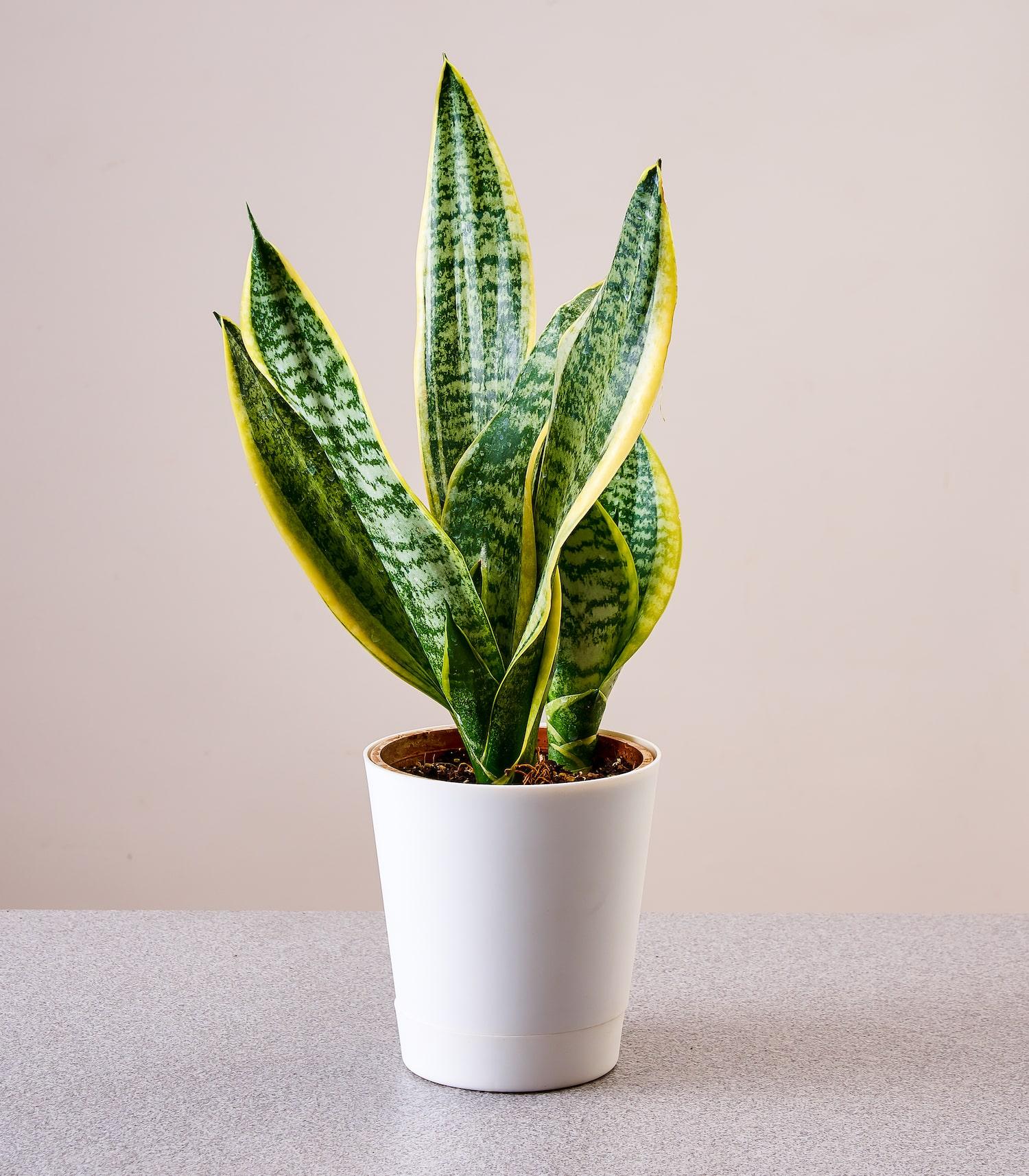 Sansevieria Laurentii Superba - View 3 from www redcrocus com