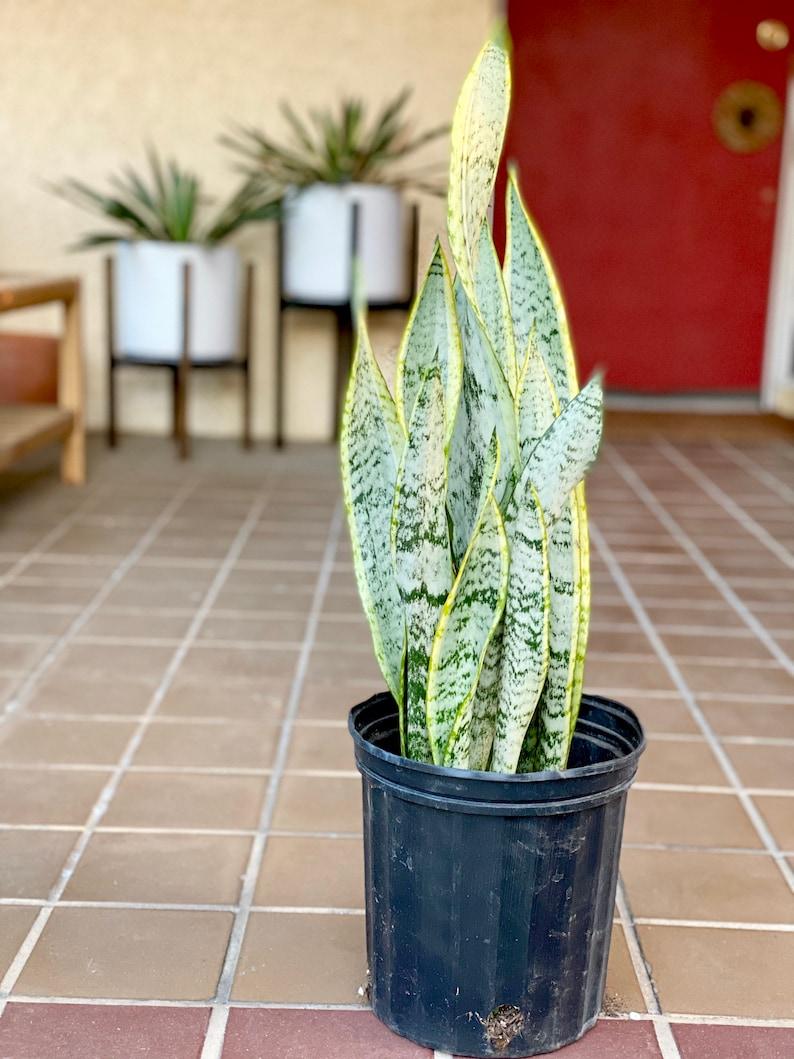 Sansevieria Laurentii Superba - View 4 from www redcrocus com