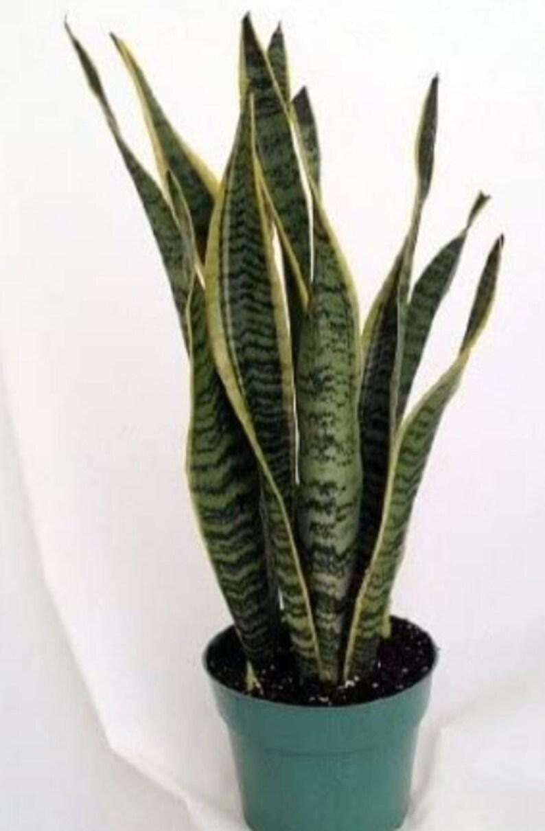 Sansevieria Laurentii Superba - View 9 from www redcrocus com