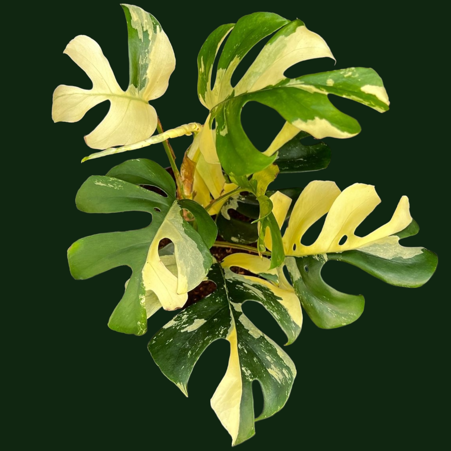 Rhaphidophora Tetrasperma - View 33 from www redcrocus com