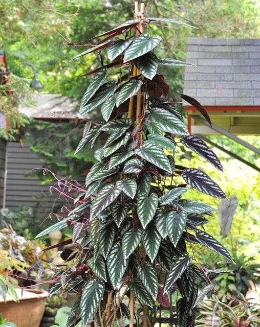 Cissus Discolor, Trellis - View 1 from www redcrocus com