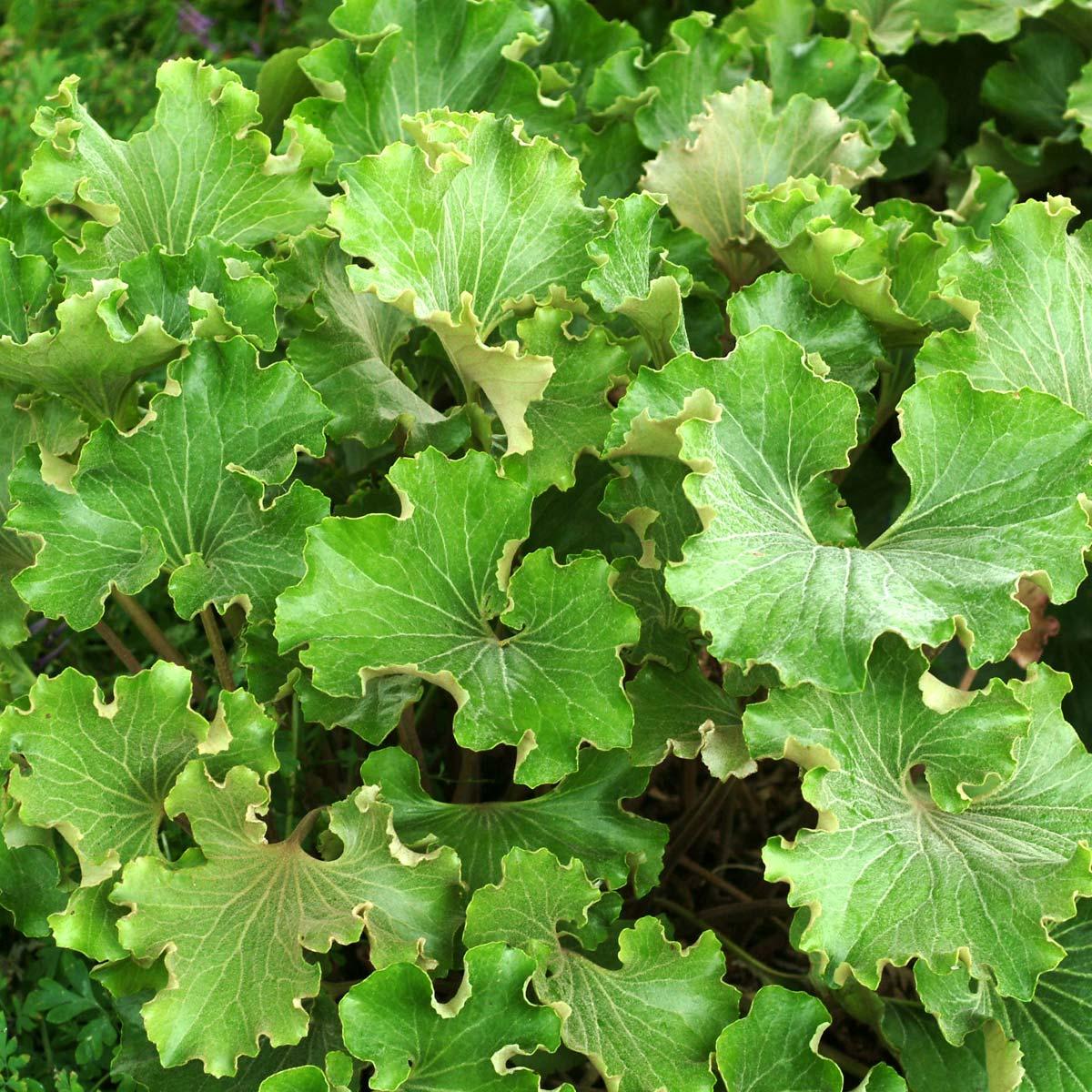 Farfugium Japonicum 'crispata' - View 11 from www redcrocus com