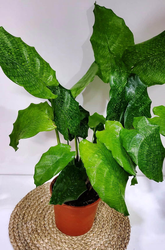 Calathea Musaica - View 10 from www redcrocus com
