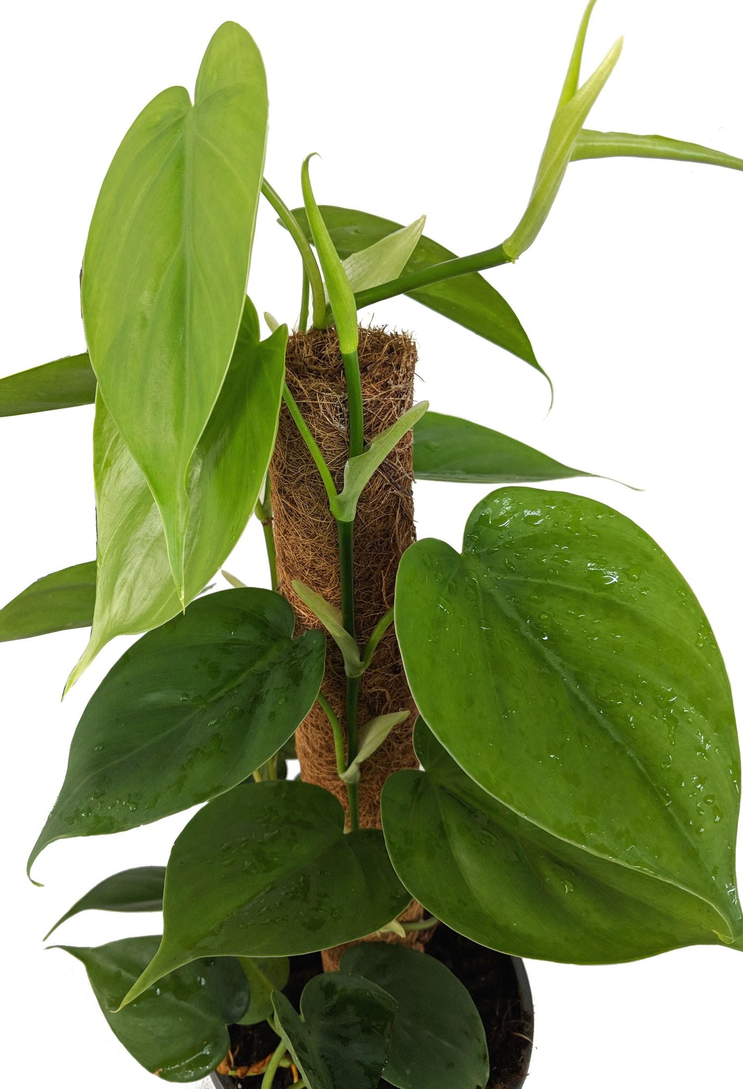 Philodendron Cordatum - View 10 from www redcrocus com