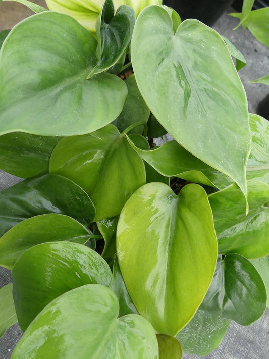Philodendron Cordatum - View 11 from www redcrocus com