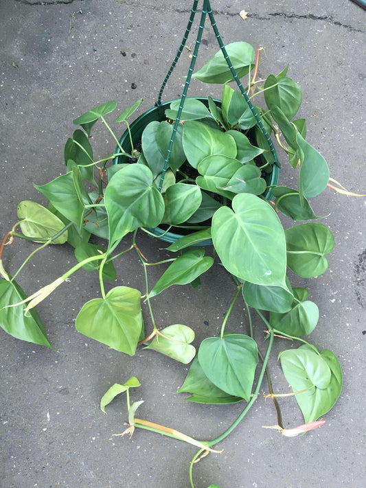 Philodendron Cordatum - View 1 from www redcrocus com
