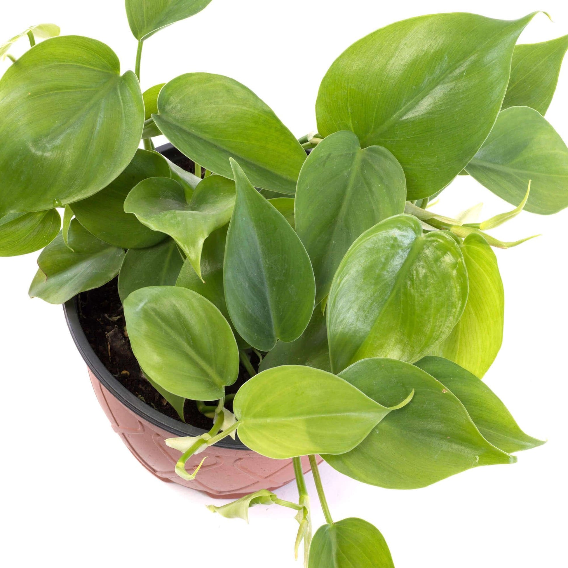 Philodendron Cordatum - View 4 from www redcrocus com