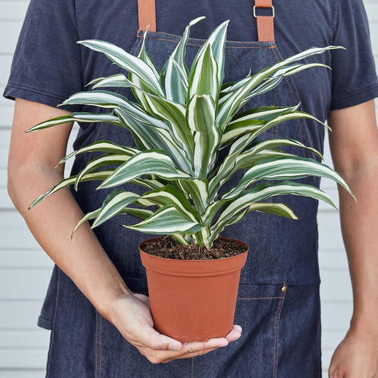 Dracaena Warneckii White - View 10 from www redcrocus com