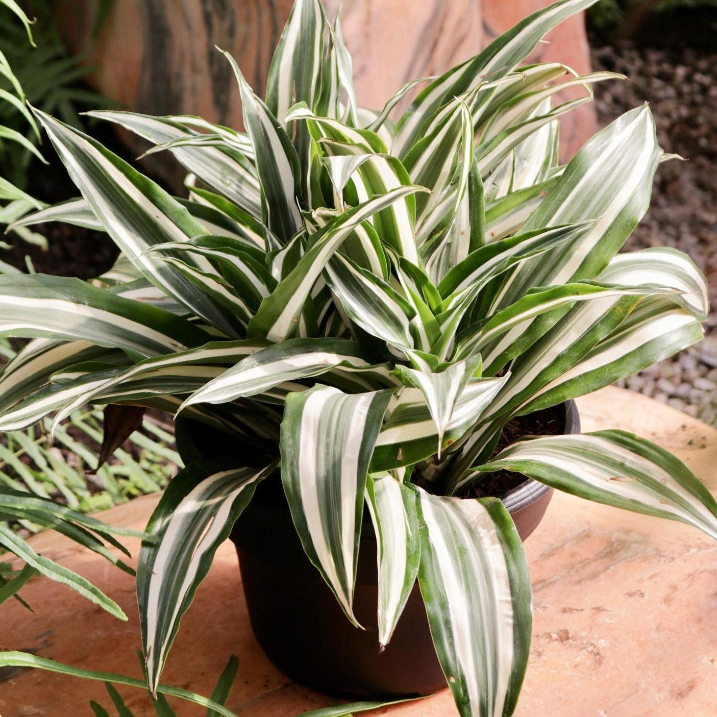 Dracaena Warneckii White - View 11 from www redcrocus com