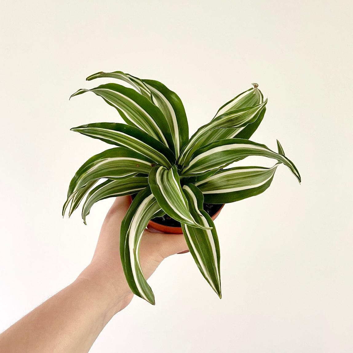 Dracaena Warneckii White - View 12 from www redcrocus com