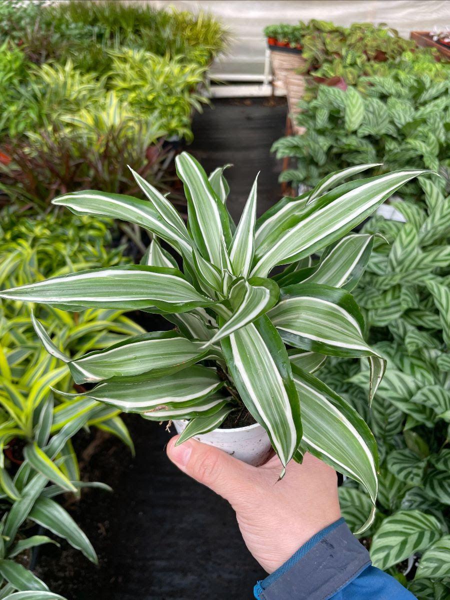Dracaena Warneckii White - View 13 from www redcrocus com