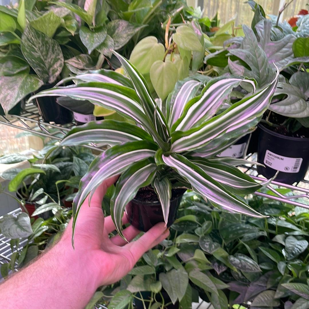 Dracaena Warneckii White - View 14 from www redcrocus com