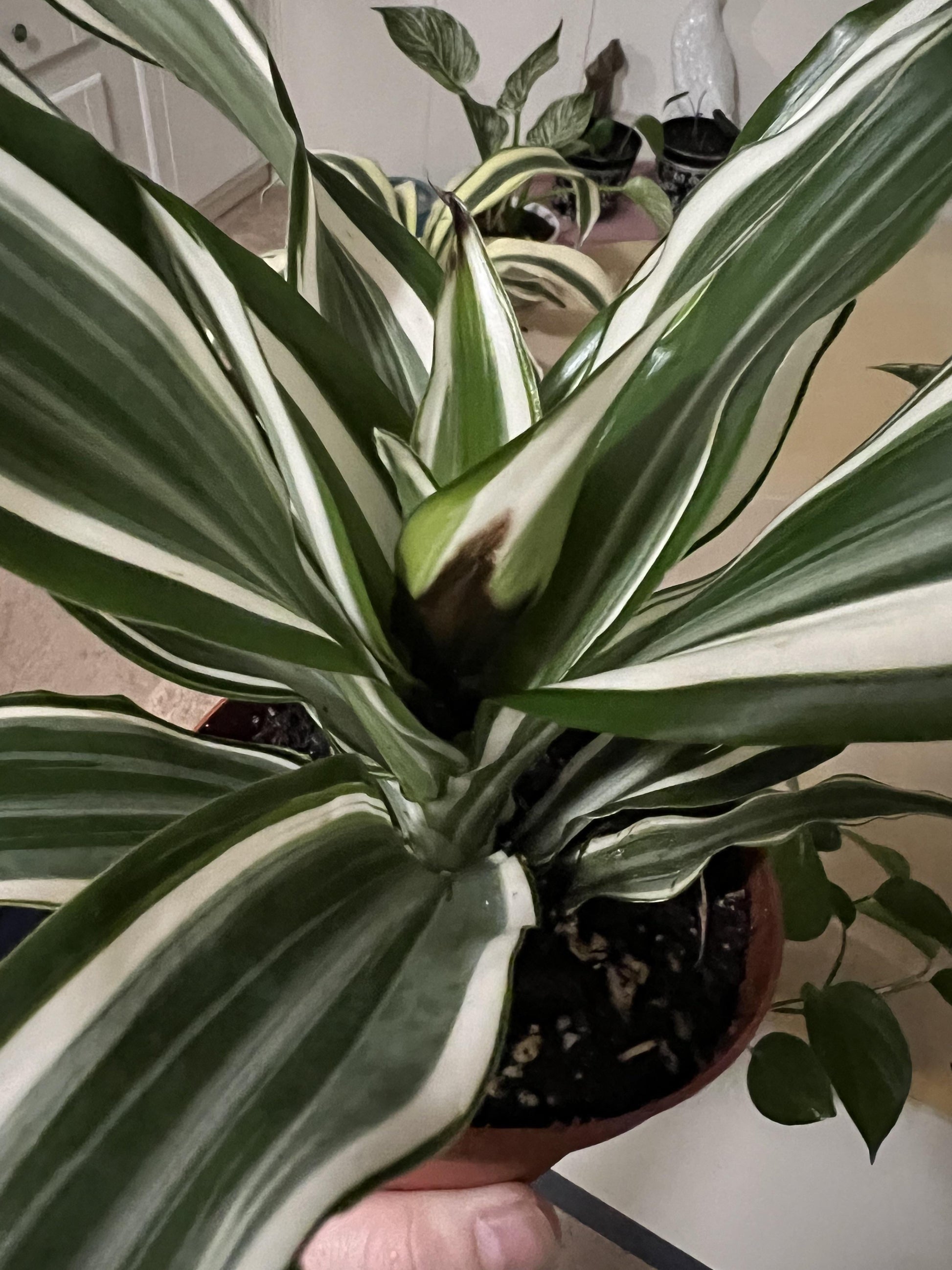 Dracaena Warneckii White - View 15 from www redcrocus com