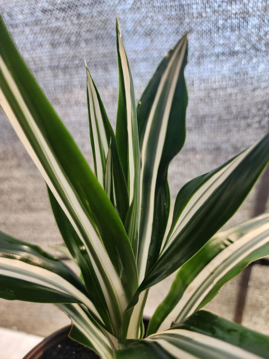 Dracaena Warneckii White - View 18 from www redcrocus com