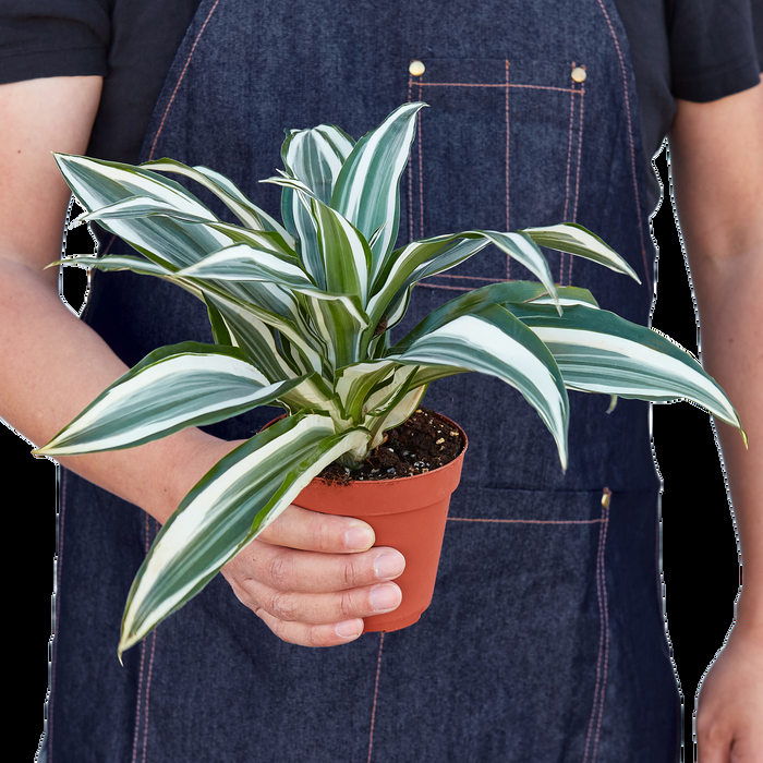 Dracaena Warneckii White - View 18 from www redcrocus com