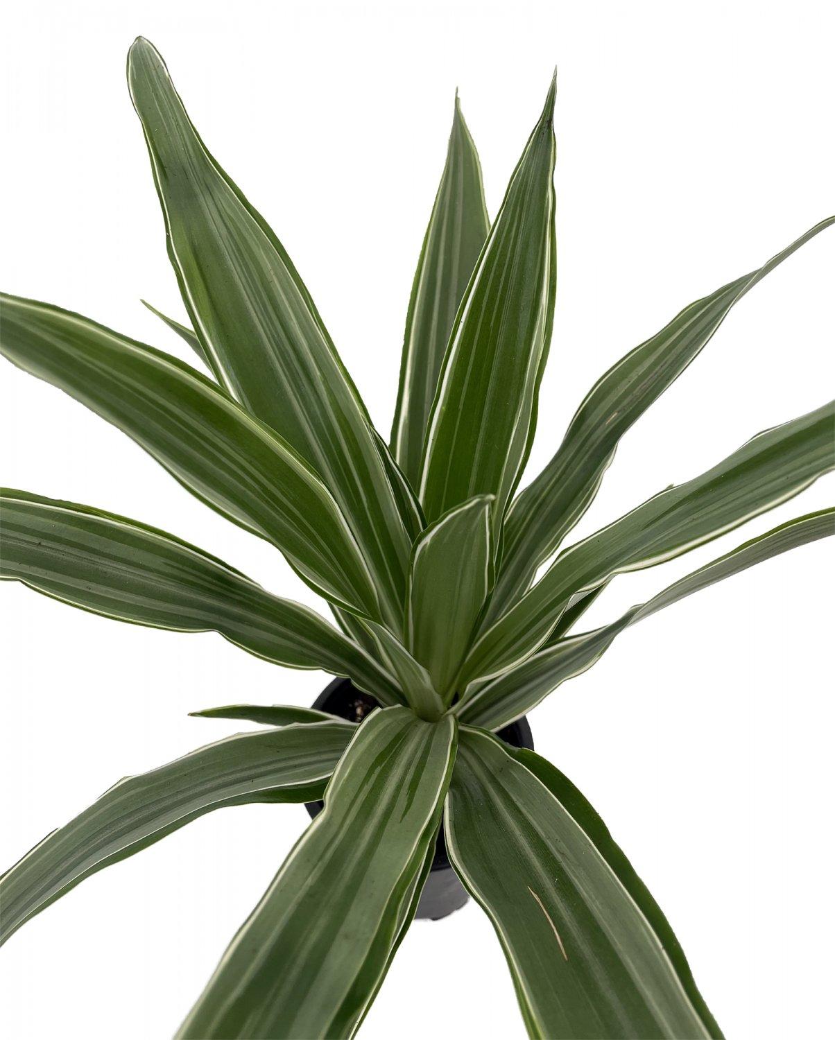 Dracaena Warneckii White - View 19 from www redcrocus com