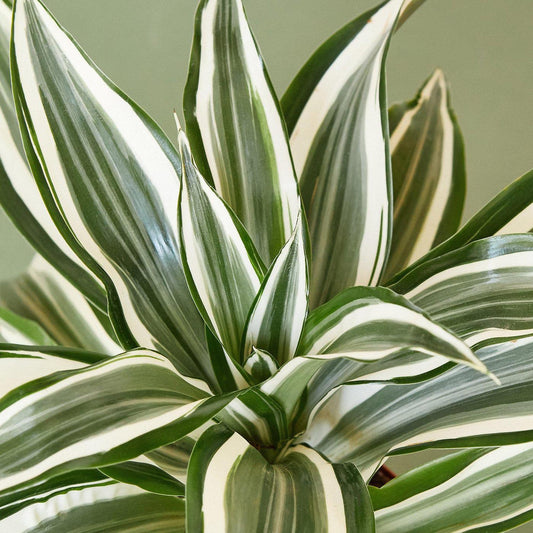 Dracaena Warneckii White - View 1 from www redcrocus com