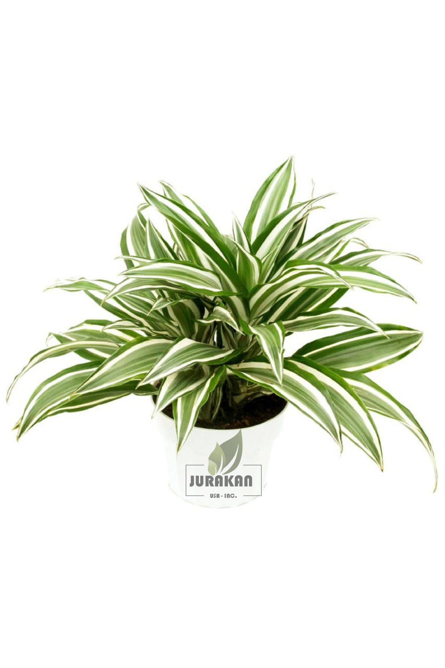 Dracaena Warneckii White - View 2 from www redcrocus com