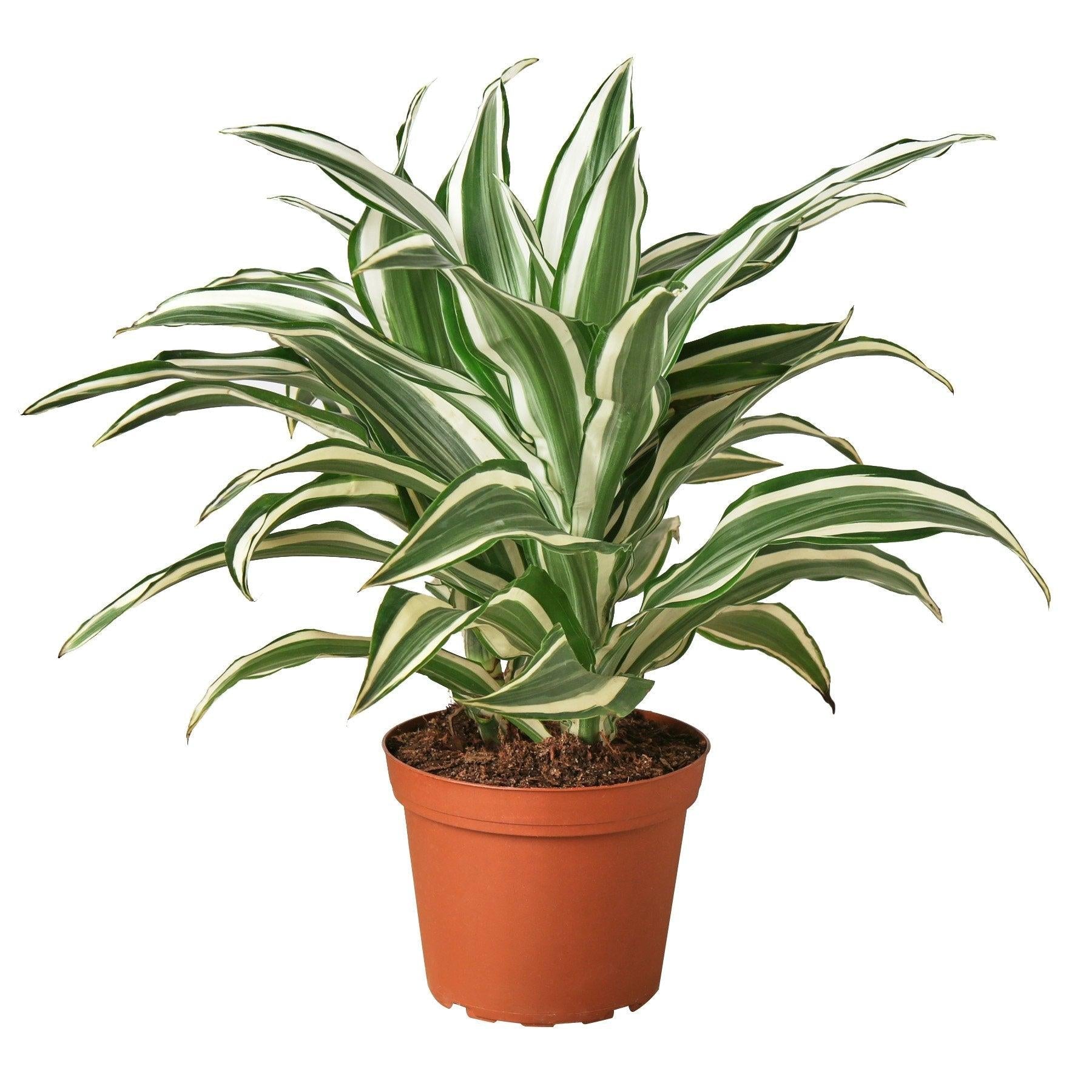Dracaena Warneckii White - View 3 from www redcrocus com