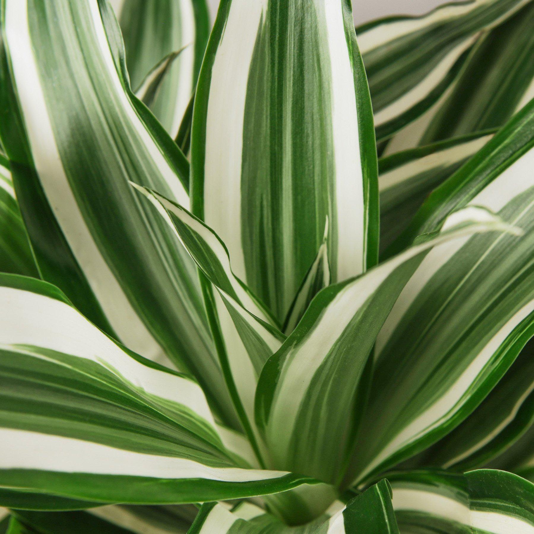 Dracaena Warneckii White - View 4 from www redcrocus com