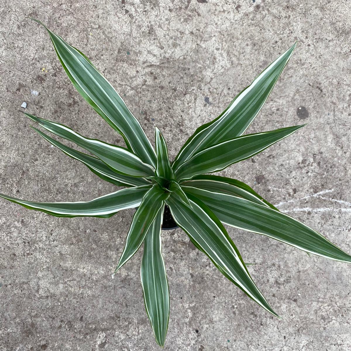 Dracaena Warneckii White - View 7 from www redcrocus com
