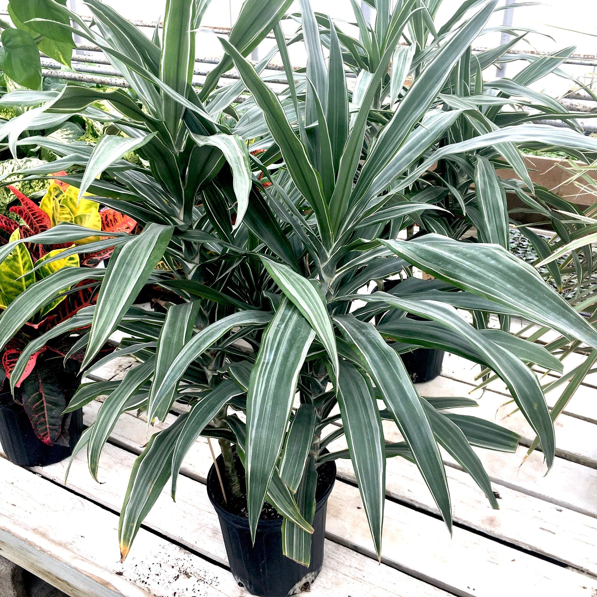 Dracaena Warneckii White - View 8 from www redcrocus com