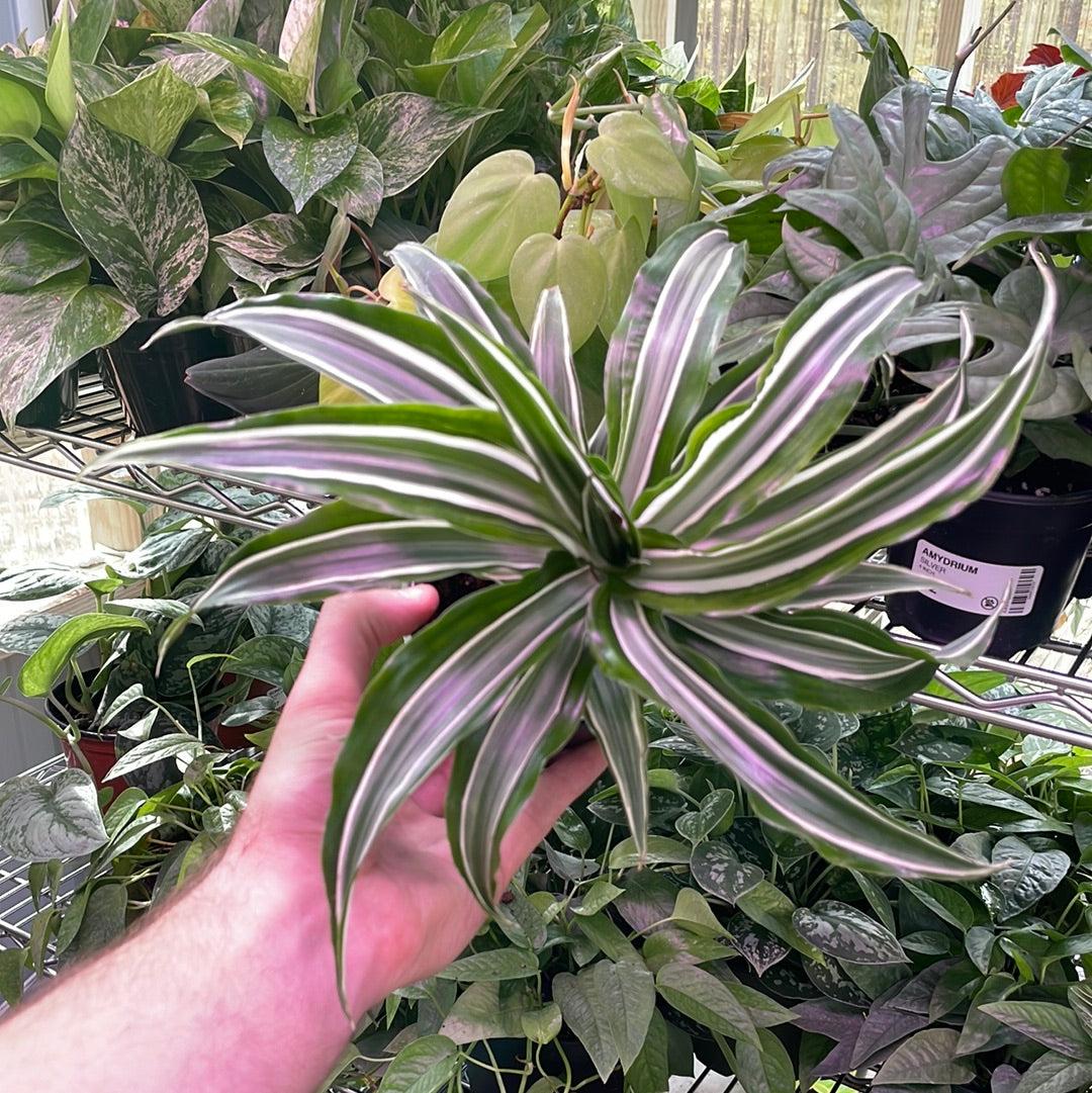Dracaena Warneckii White - View 9 from www redcrocus com