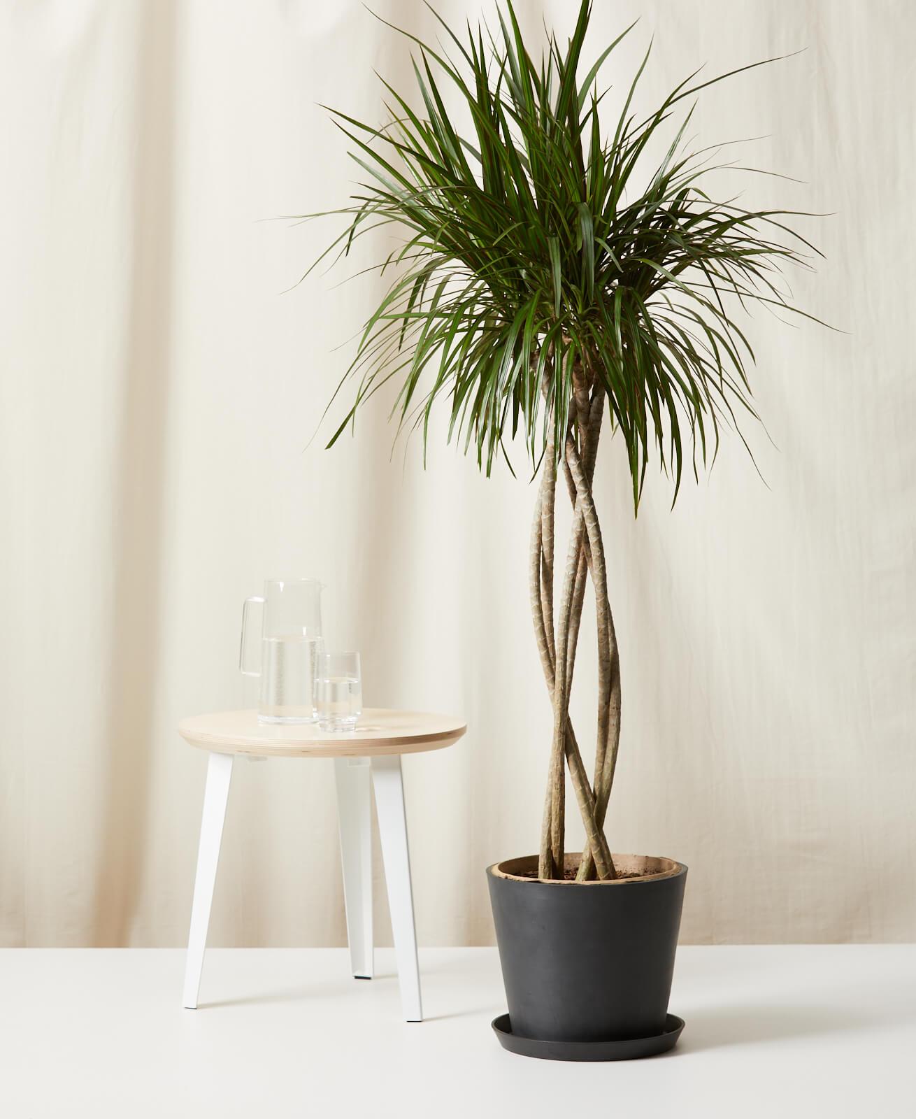 Dracaena Marginata Open Weave - View 10 from www redcrocus com