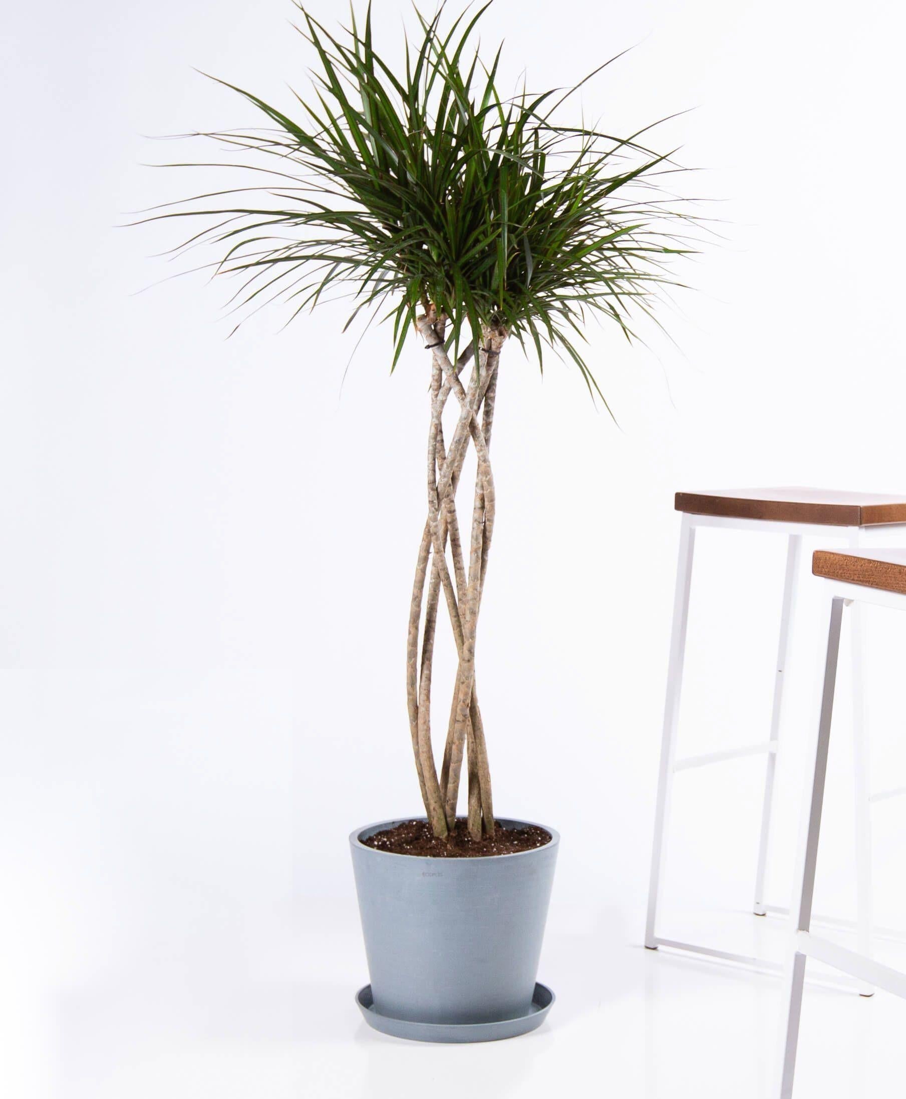 Dracaena Marginata Open Weave - View 12 from www redcrocus com