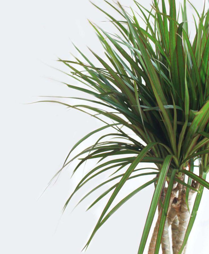 Dracaena Marginata Open Weave - View 13 from www redcrocus com