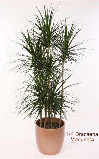 Dracaena Marginata Open Weave - View 14 from www redcrocus com