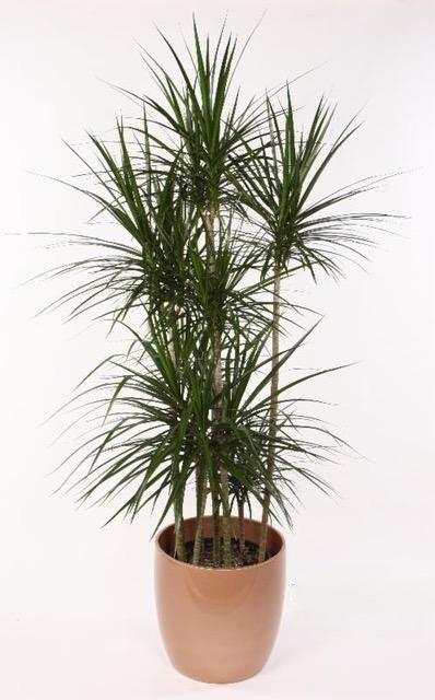 Dracaena Marginata Open Weave - View 16 from www redcrocus com