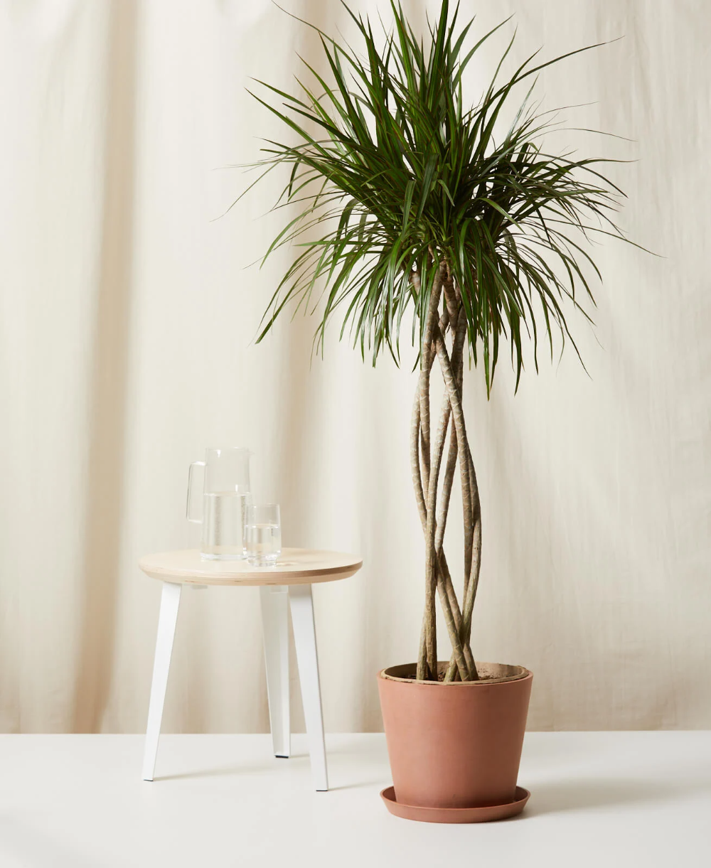 Dracaena Marginata Open Weave - View 17 from www redcrocus com