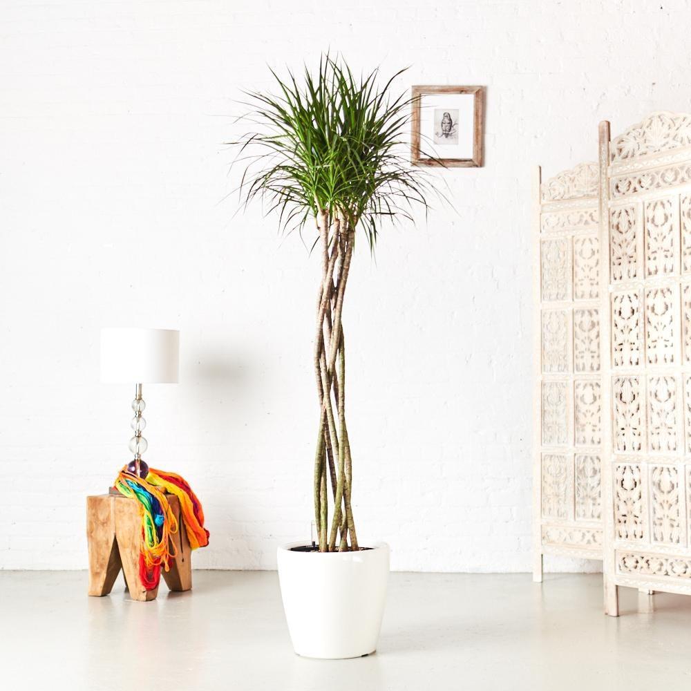 Dracaena Marginata Open Weave - View 17 from www redcrocus com
