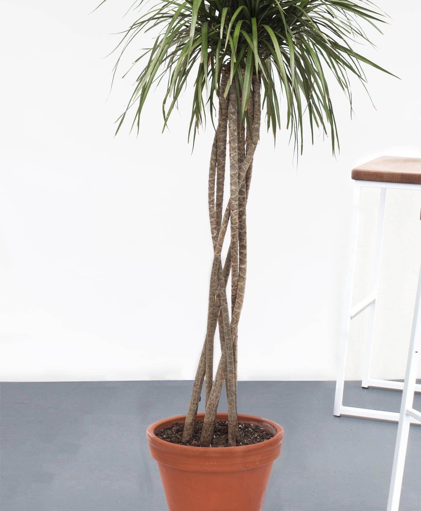 Dracaena Marginata Open Weave - View 18 from www redcrocus com