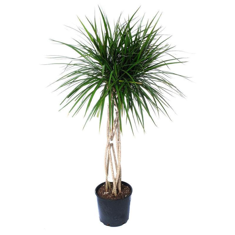 Dracaena Marginata Open Weave - View 1 from www redcrocus com
