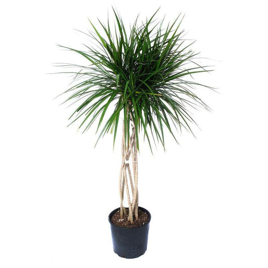 Dracaena Marginata Open Weave - View 1 from www redcrocus com
