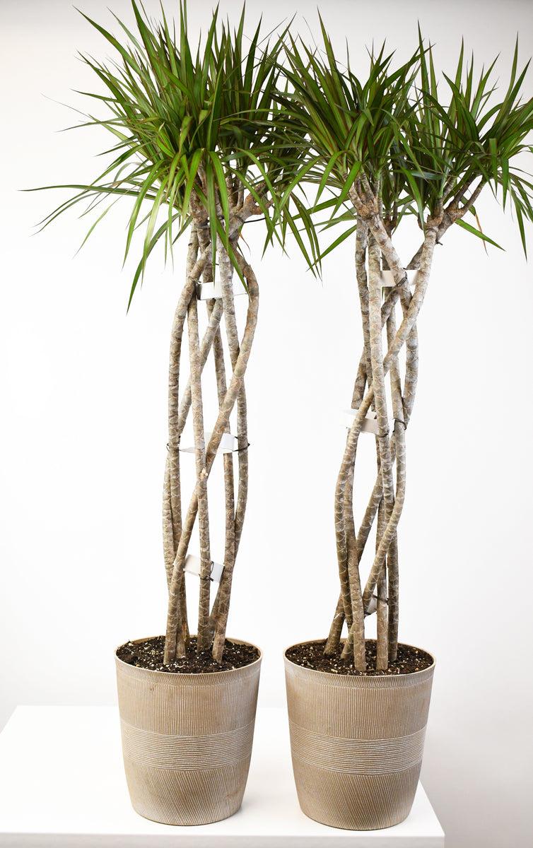 Dracaena Marginata Open Weave - View 4 from www redcrocus com